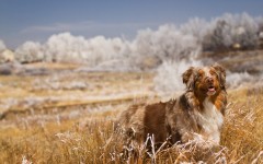 Desktop wallpaper. Dogs. ID:68226
