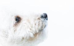 Desktop wallpaper. Dogs. ID:68227