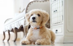 Desktop wallpaper. Dogs. ID:68228
