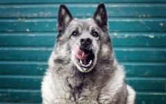 Desktop wallpaper. Dogs. ID:68230