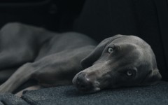 Desktop wallpaper. Dogs. ID:68231