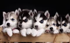 Desktop wallpaper. Dogs. ID:68233