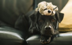Desktop wallpaper. Dogs. ID:68235