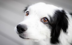 Desktop wallpaper. Dogs. ID:68236