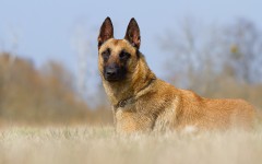 Desktop wallpaper. Dogs. ID:68237