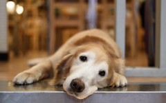 Desktop wallpaper. Dogs. ID:68238