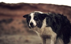 Desktop wallpaper. Dogs. ID:68239