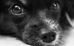 Desktop wallpaper. Dogs. ID:68241