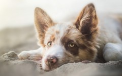 Desktop wallpaper. Dogs. ID:68242