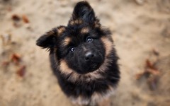Desktop wallpaper. Dogs. ID:68244