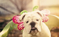 Desktop wallpaper. Dogs. ID:68245