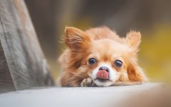 Desktop wallpaper. Dogs. ID:68246