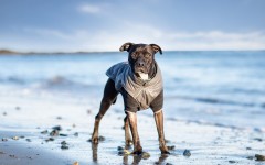 Desktop wallpaper. Dogs. ID:68247