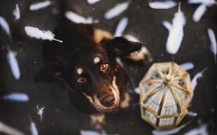 Desktop wallpaper. Dogs. ID:68248