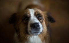 Desktop wallpaper. Dogs. ID:68249