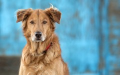 Desktop wallpaper. Dogs. ID:68250