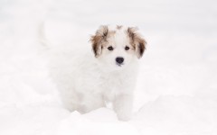 Desktop wallpaper. Dogs. ID:68251