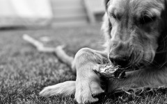 Desktop wallpaper. Dogs. ID:68252