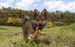 Desktop image. Dogs. ID:68253