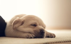 Desktop image. Dogs. ID:68254