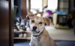 Desktop image. Dogs. ID:68255