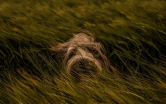 Desktop image. Dogs. ID:68256
