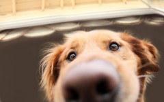 Desktop image. Dogs. ID:68257