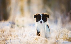 Desktop wallpaper. Dogs. ID:68259