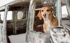 Desktop wallpaper. Dogs. ID:78645