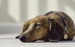 Desktop wallpaper. Dogs. ID:78648