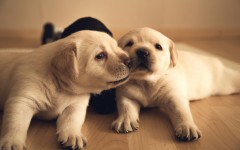 Desktop wallpaper. Dogs. ID:78810
