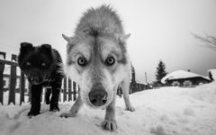 Desktop wallpaper. Dogs. ID:93822
