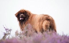 Desktop wallpaper. Dogs. ID:78841