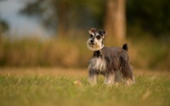Desktop wallpaper. Dogs. ID:78957