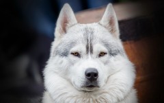 Desktop wallpaper. Dogs. ID:78984