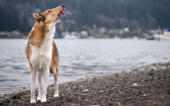 Desktop wallpaper. Dogs. ID:79359