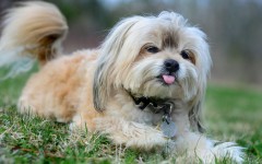 Desktop wallpaper. Dogs. ID:79400