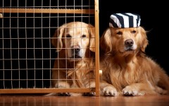 Desktop wallpaper. Dogs. ID:79421