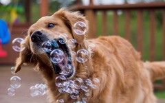 Desktop wallpaper. Dogs. ID:79701