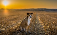 Desktop wallpaper. Dogs. ID:79706