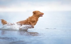 Desktop wallpaper. Dogs. ID:79751