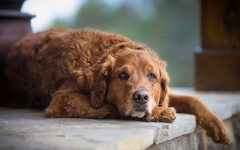 Desktop wallpaper. Dogs. ID:79922