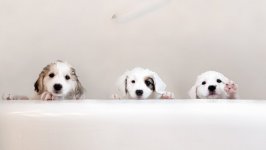 Desktop wallpaper. Dogs. ID:93696