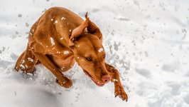 Desktop wallpaper. Dogs. ID:93556