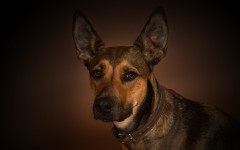 Desktop wallpaper. Dogs. ID:80821
