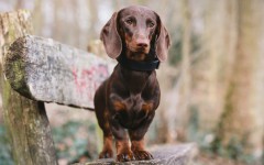 Desktop wallpaper. Dogs. ID:80852
