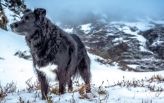 Desktop wallpaper. Dogs. ID:81021