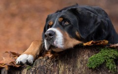 Desktop wallpaper. Dogs. ID:81060