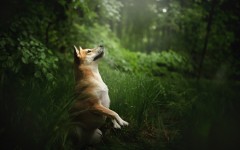 Desktop wallpaper. Dogs. ID:81096