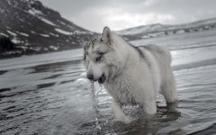 Desktop wallpaper. Dogs. ID:81205